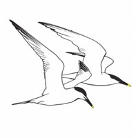 Sandwich Bay Bird Observatory Trust