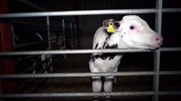 Animal Justice Project Trust