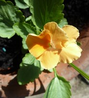 FRIENDS OF GRAVES PARK